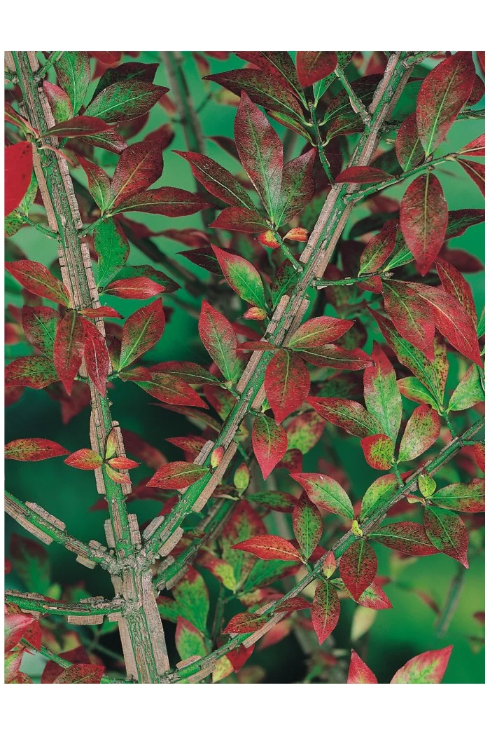 Trzmielina oskrzydlona 'Fireball' | Euonymus alatus