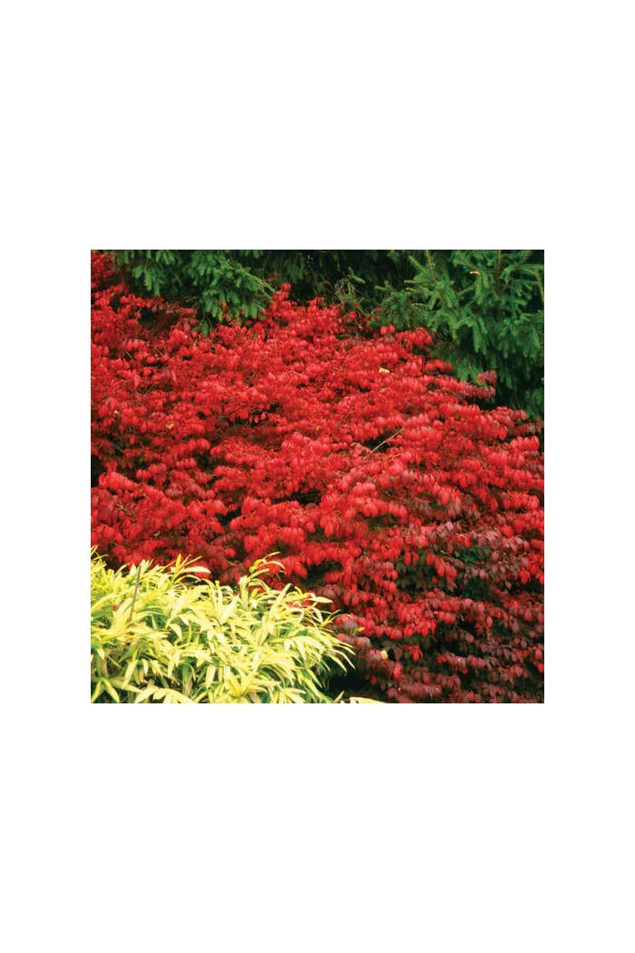 Trzmielina oskrzydlona 'Fireball' | Euonymus alatus