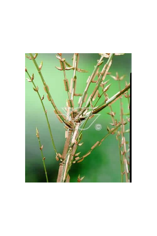 Trzmielina oskrzydlona 'Fireball' | Euonymus alatus