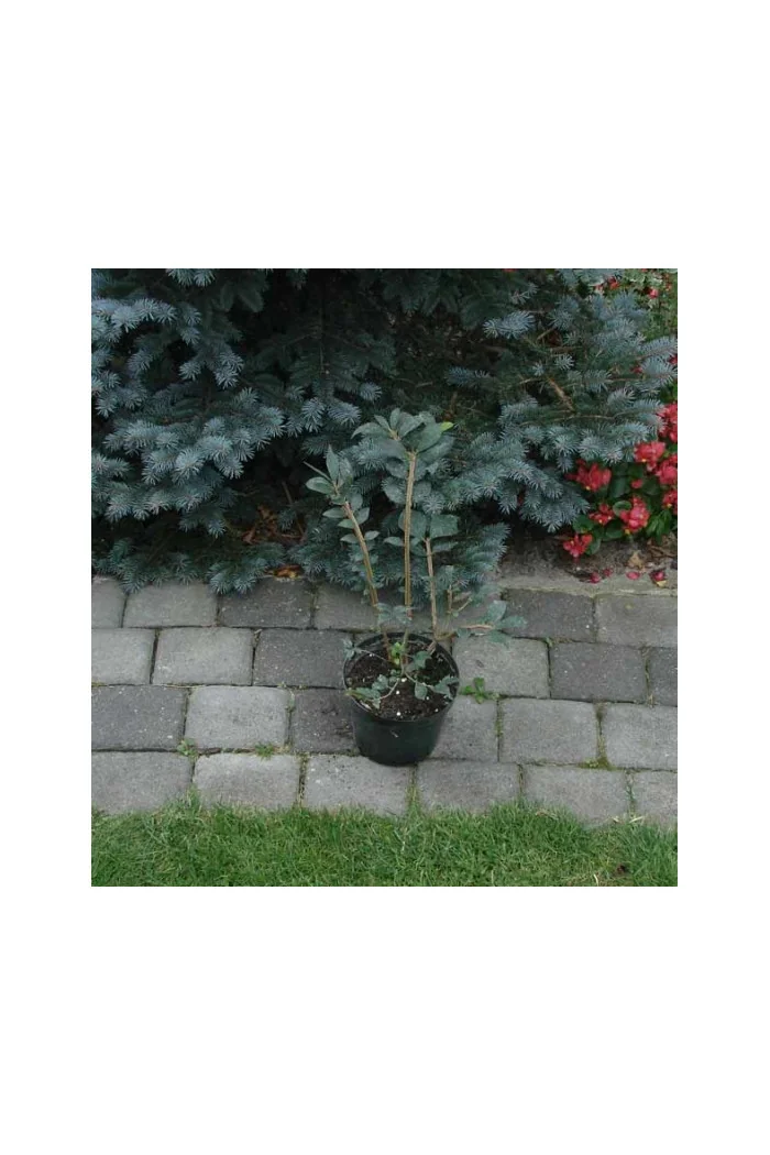 Trzmielina oskrzydlona 'Fireball' | Euonymus alatus