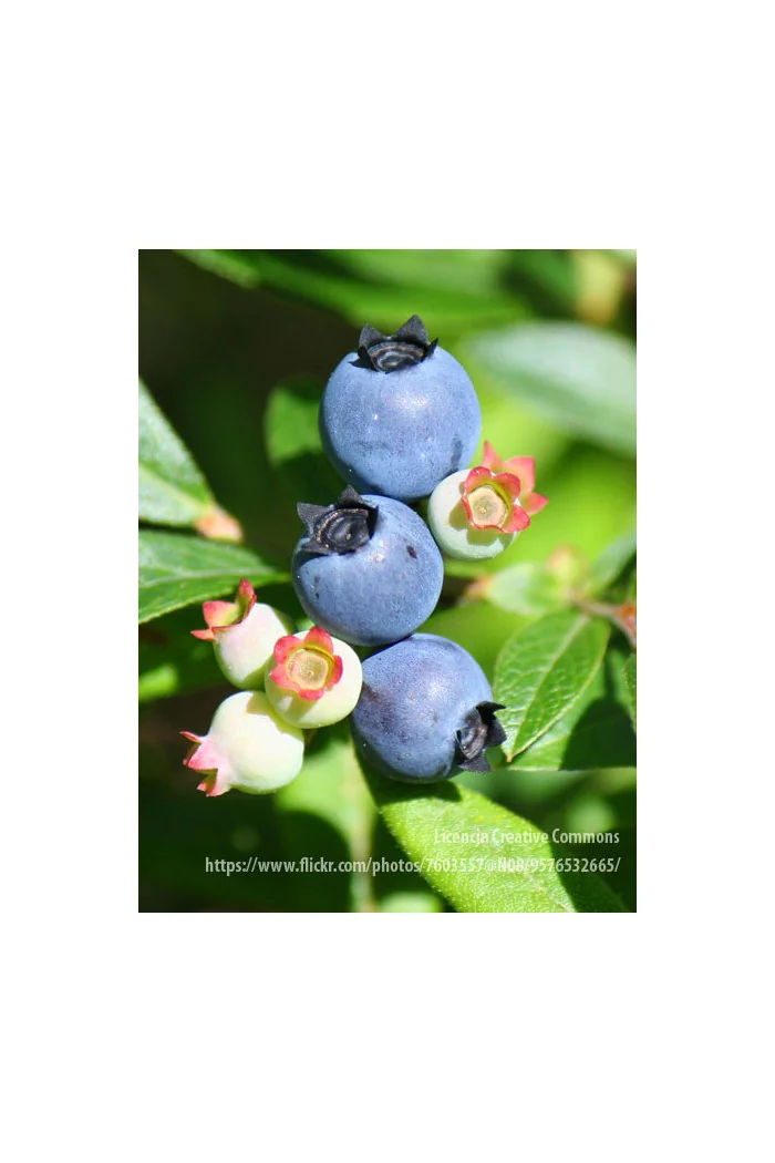 Borówka wysoka (amerykańska) 'Bluegold' Vaccinium corymbosum