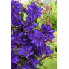 Powojnik 'The President' | Clematis