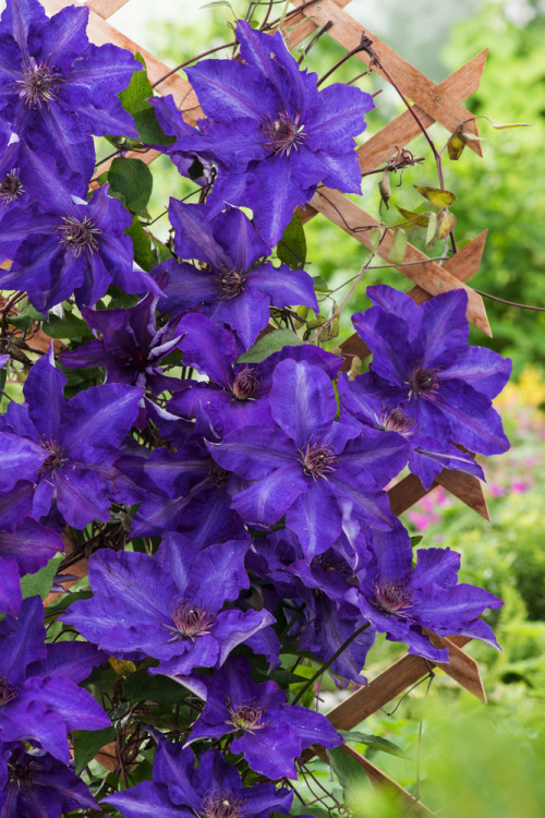 Powojnik 'The President' | Clematis