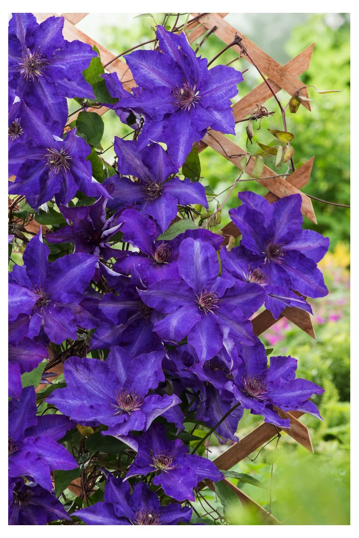 Powojnik 'The President' | Clematis
