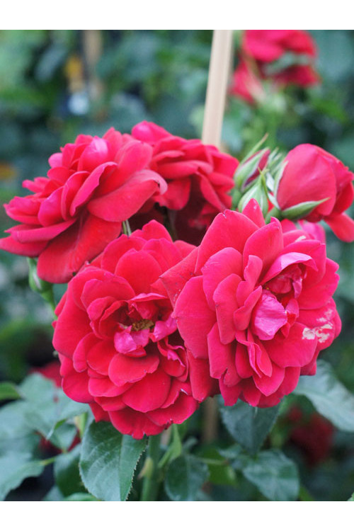 Róża 'Isla Castle' (rabatowa) | Rosa