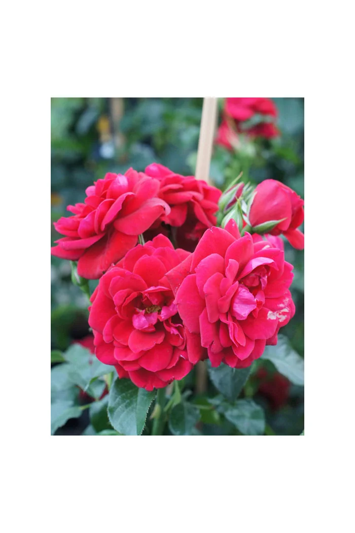 Róża 'Isla Castle' (rabatowa) | Rosa