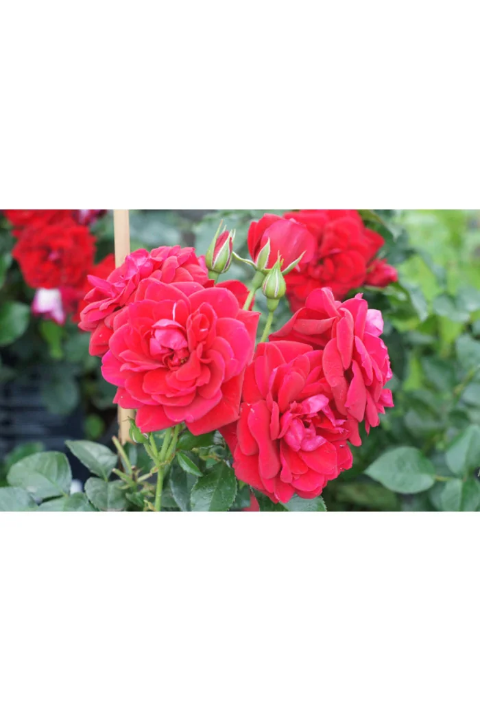 Róża 'Isla Castle' (rabatowa) | Rosa