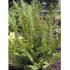 Wietlica samicza 'Lady in Red' | Athyrium filix-femina