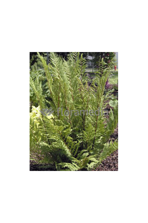 Wietlica samicza 'Lady in Red' | Athyrium filix-femina