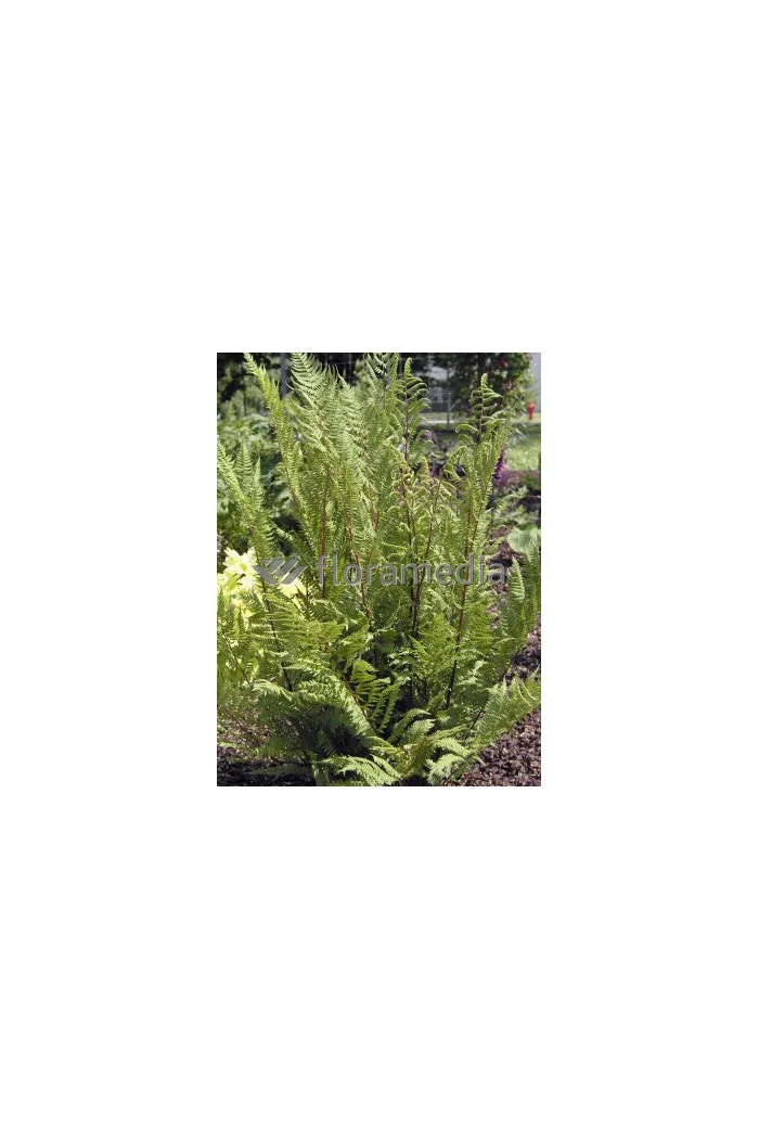 Wietlica samicza 'Lady in Red' | Athyrium filix-femina