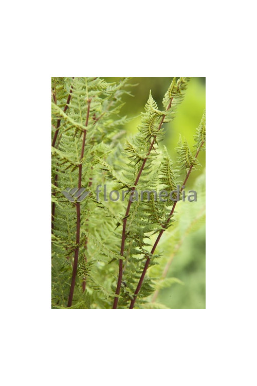 Wietlica samicza 'Lady in Red' | Athyrium filix-femina
