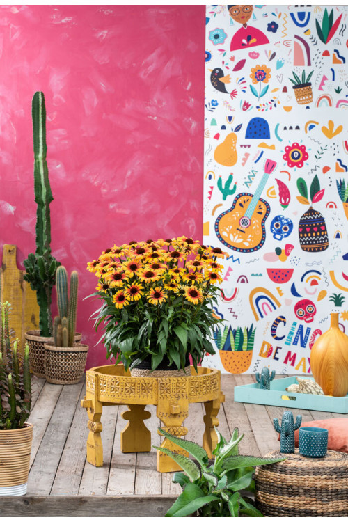 Jeżówka 'Sombrero Special Halo Yellow' | Echinacea