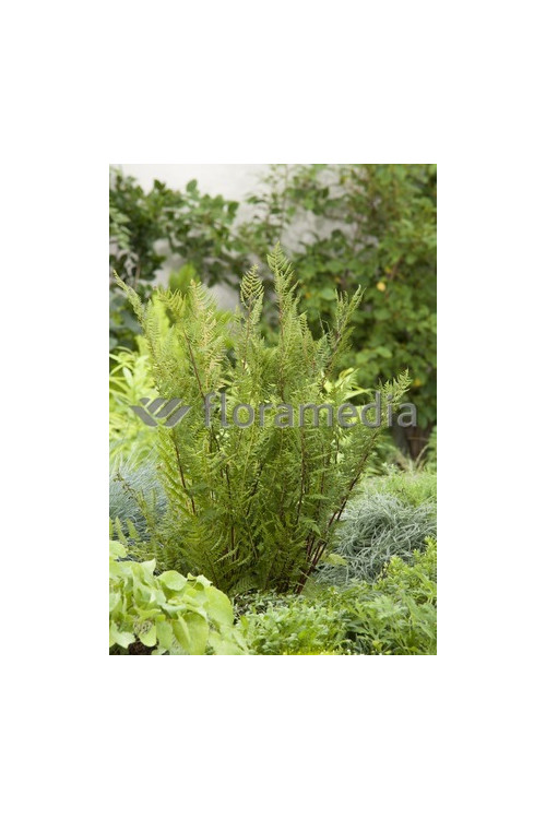 Wietlica samicza 'Lady in Red' | Athyrium filix-femina