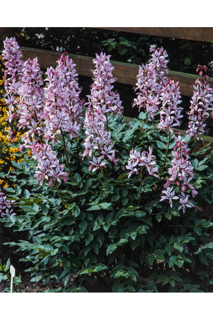 Dyptam jesionolistny | Dictamnus albus