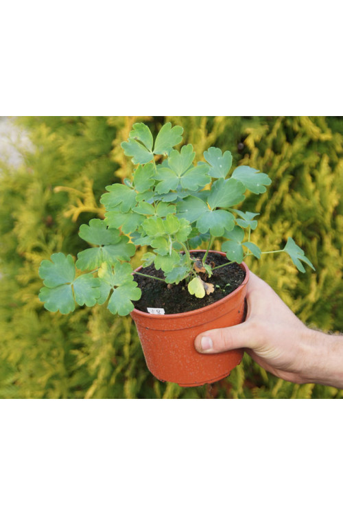 Orlik 'Winky Blue and White Double' | Aquilegia vulgaris