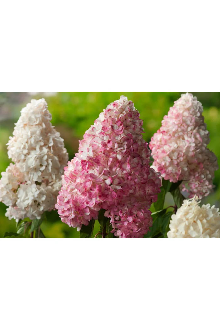 Hortensja bukietowa 'Vanille-Fraise' | Hydrangea paniculata