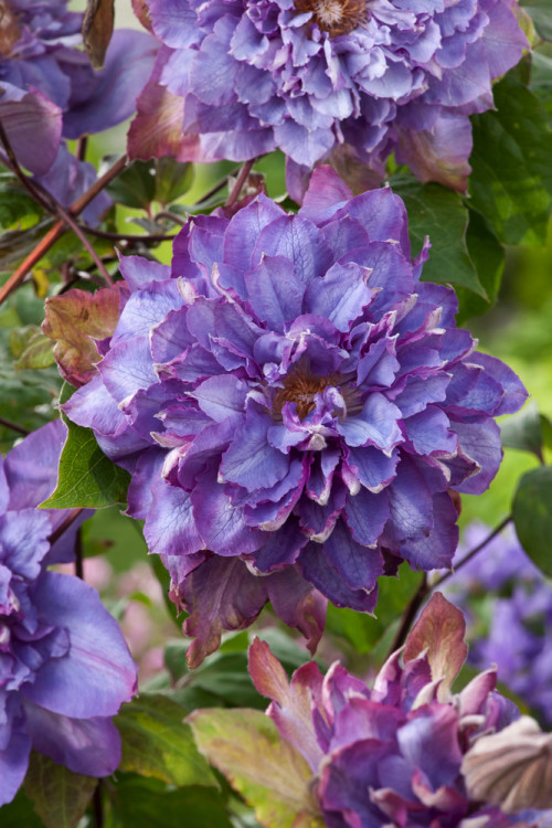 Powojnik 'Vyvyan Pennell' | Clematis