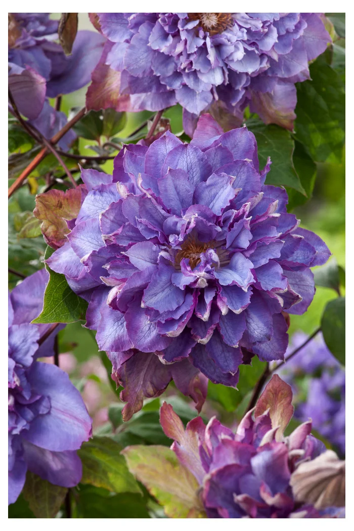 Powojnik 'Vyvyan Pennell' | Clematis