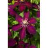 Powojnik 'Niobe' | Clematis