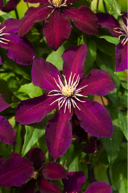 Powojnik 'Niobe' | Clematis