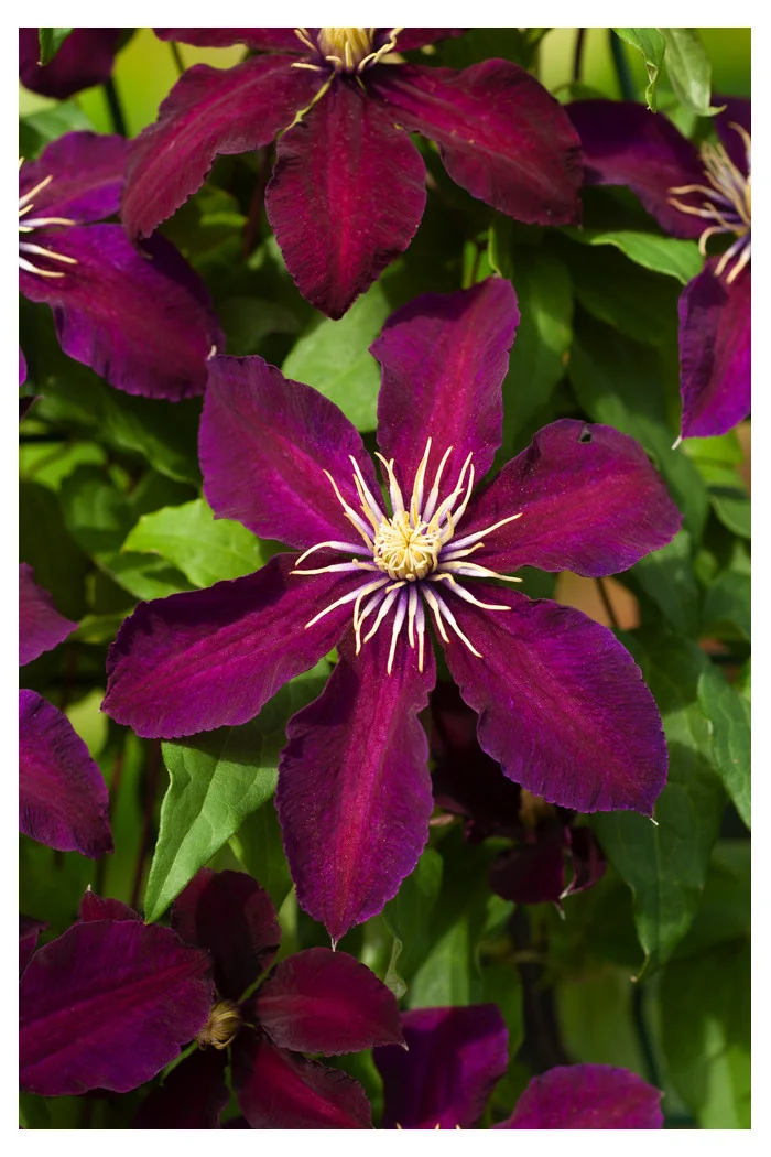 Powojnik 'Niobe' | Clematis
