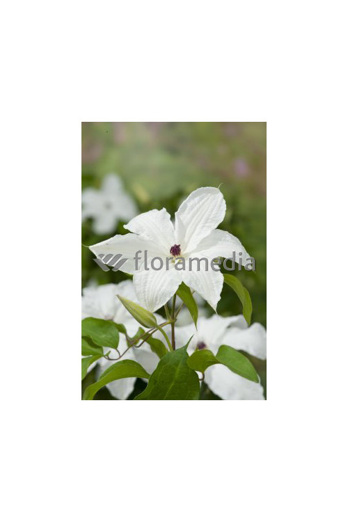 Powojnik 'Urszula Ledóchowska' | Clematis