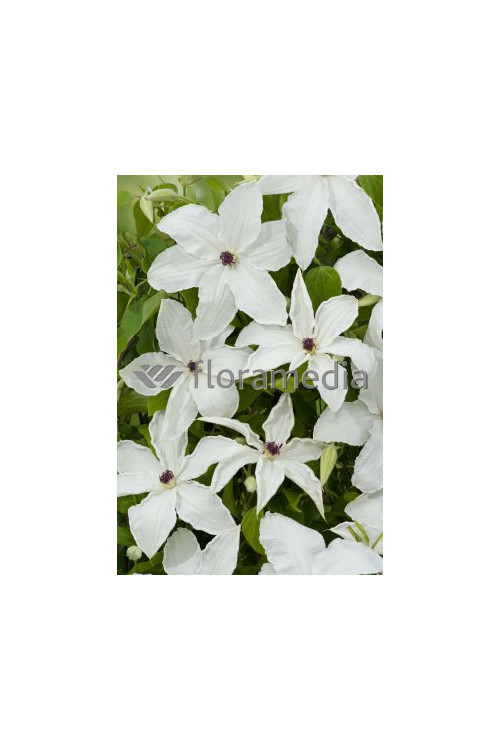 Powojnik 'Urszula Ledóchowska' | Clematis