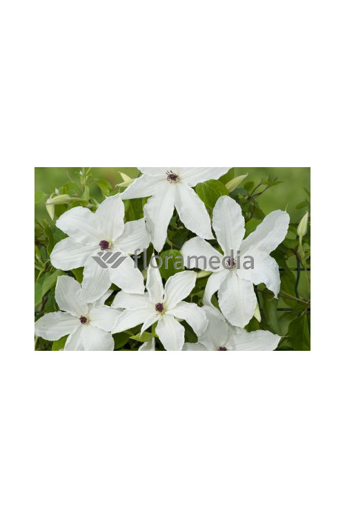 Powojnik 'Urszula Ledóchowska' | Clematis