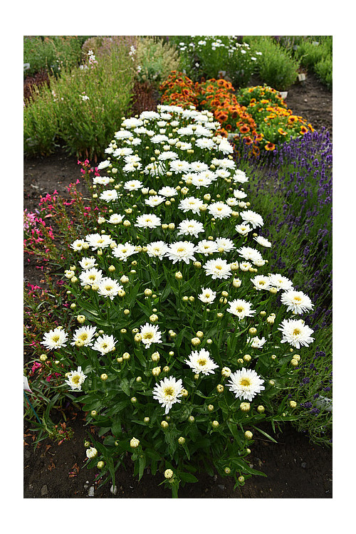 Złocień 'Sweet Daisy Rebecca' | Leucanthemum x superbum