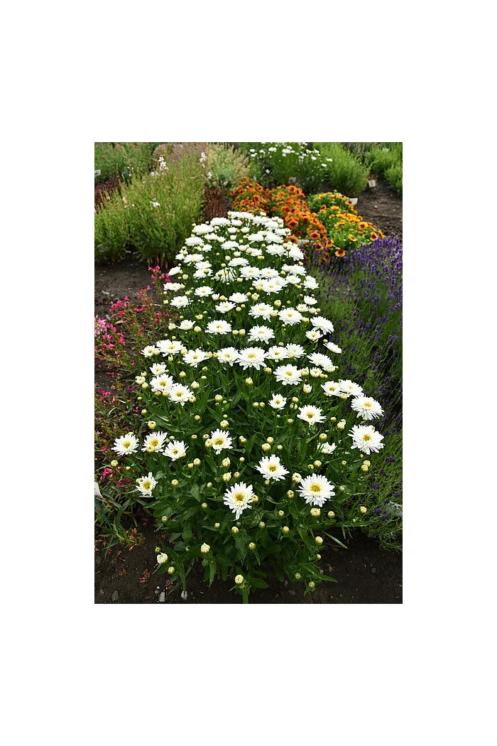 Złocień 'Sweet Daisy Rebecca' | Leucanthemum x superbum