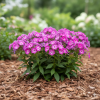 Floks wiechowaty 'Bee Best Purple Eye' | Phlox panniculata