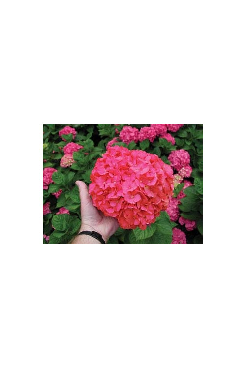 Hortensja ogrodowa 'Izabel' | Hydrangea macrophylla