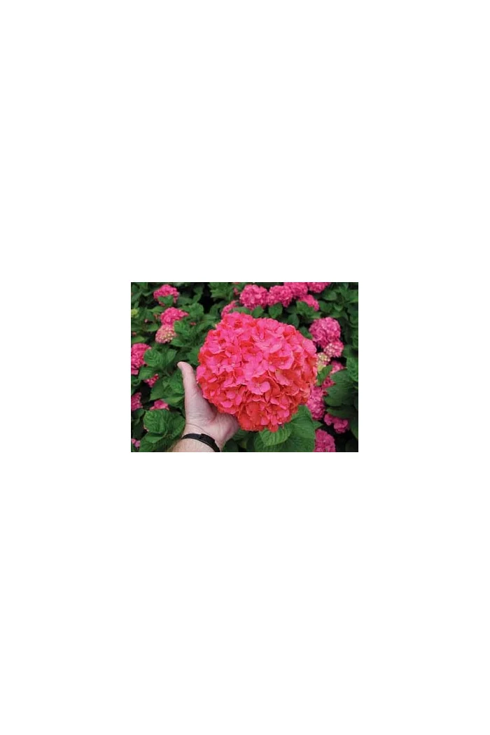 Hortensja ogrodowa 'Izabel' | Hydrangea macrophylla