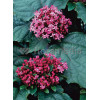 Klerodendron 'Pink Diamond' (Szczęślin Bungiego) Clerodendrum bungei