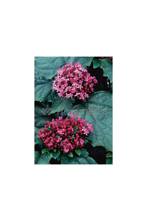 Klerodendron 'Pink Diamond' (Szczęślin Bungiego) Clerodendrum bungei