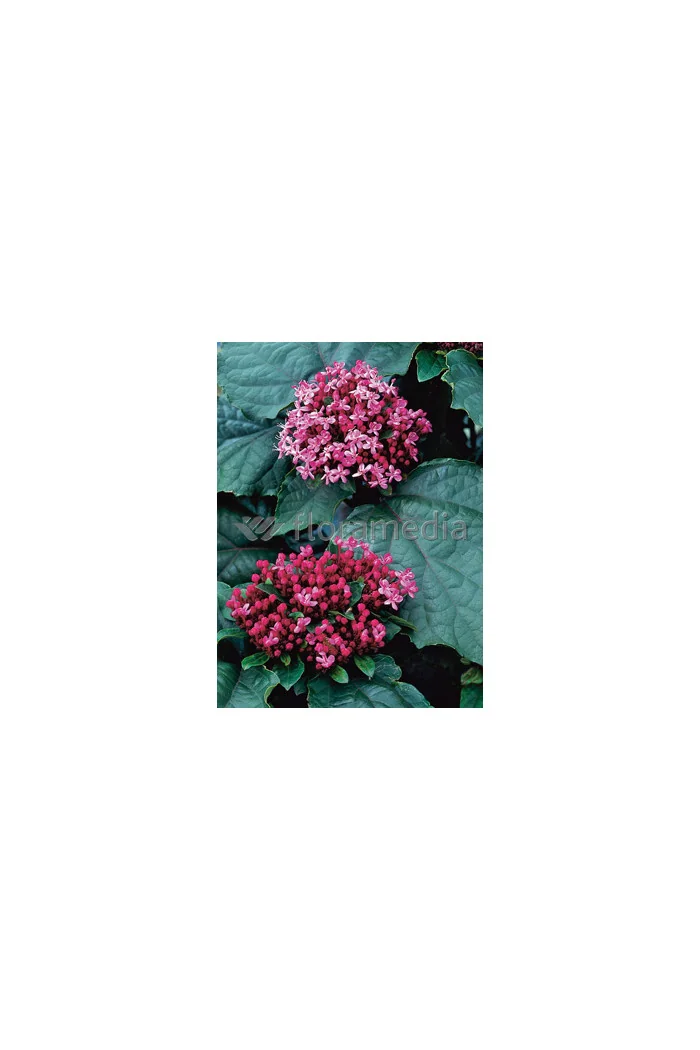 Klerodendron 'Pink Diamond' (Szczęślin Bungiego) Clerodendrum bungei