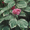 Klerodendron 'Pink Diamond' (Szczęślin Bungiego) Clerodendrum bungei