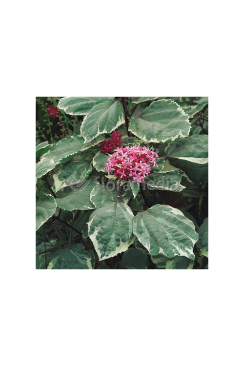 Klerodendron 'Pink Diamond' (Szczęślin Bungiego) Clerodendrum bungei