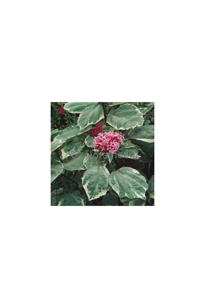 Klerodendron 'Pink Diamond' (Szczęślin Bungiego) Clerodendrum bungei