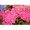 Hortensja ogrodowa 'Izabel' | Hydrangea macrophylla