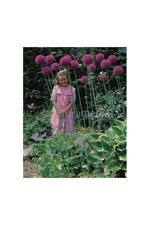 Czosnek olbrzymi Allium giganteum