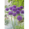Czosnek olbrzymi Allium giganteum