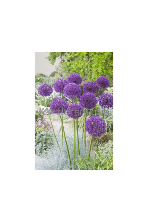 Czosnek olbrzymi Allium giganteum