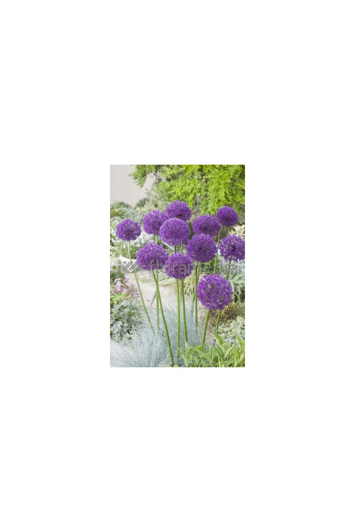 Czosnek olbrzymi Allium giganteum