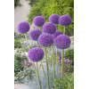 Czosnek olbrzymi Allium giganteum