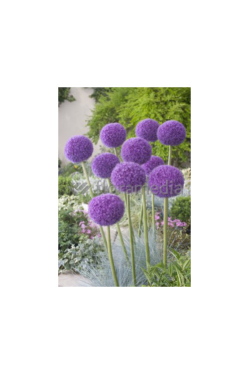Czosnek olbrzymi Allium giganteum