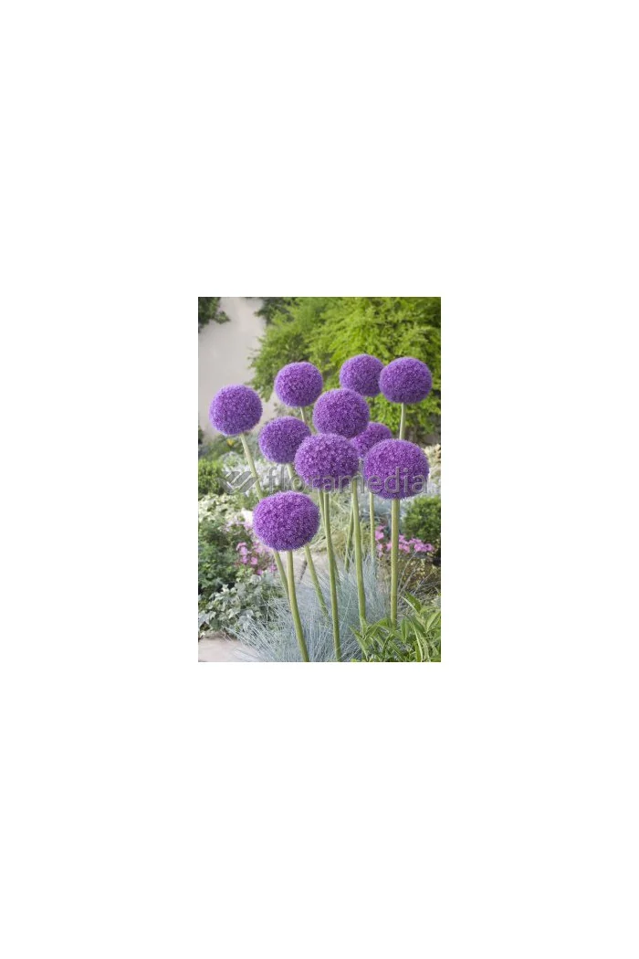 Czosnek olbrzymi Allium giganteum