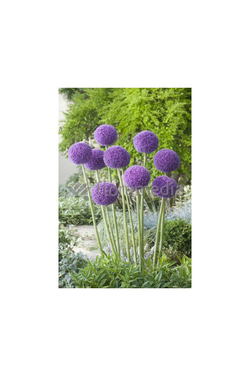 Czosnek olbrzymi Allium giganteum