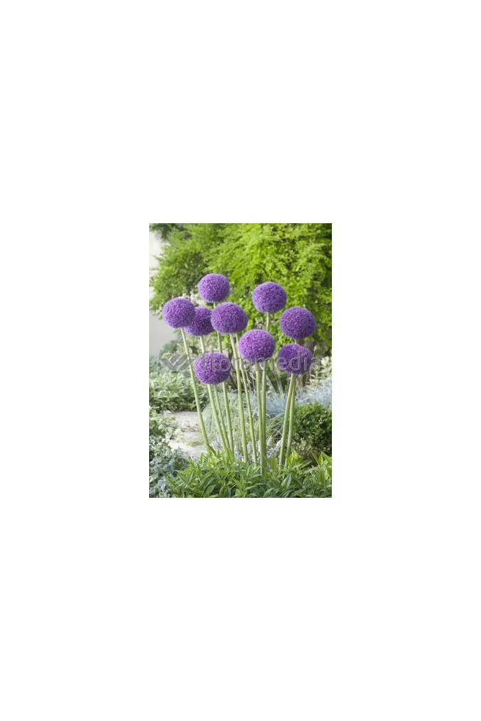 Czosnek olbrzymi Allium giganteum