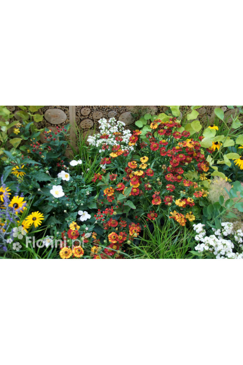 Dzielżan ogrodowy 'Waltraud' Helenium